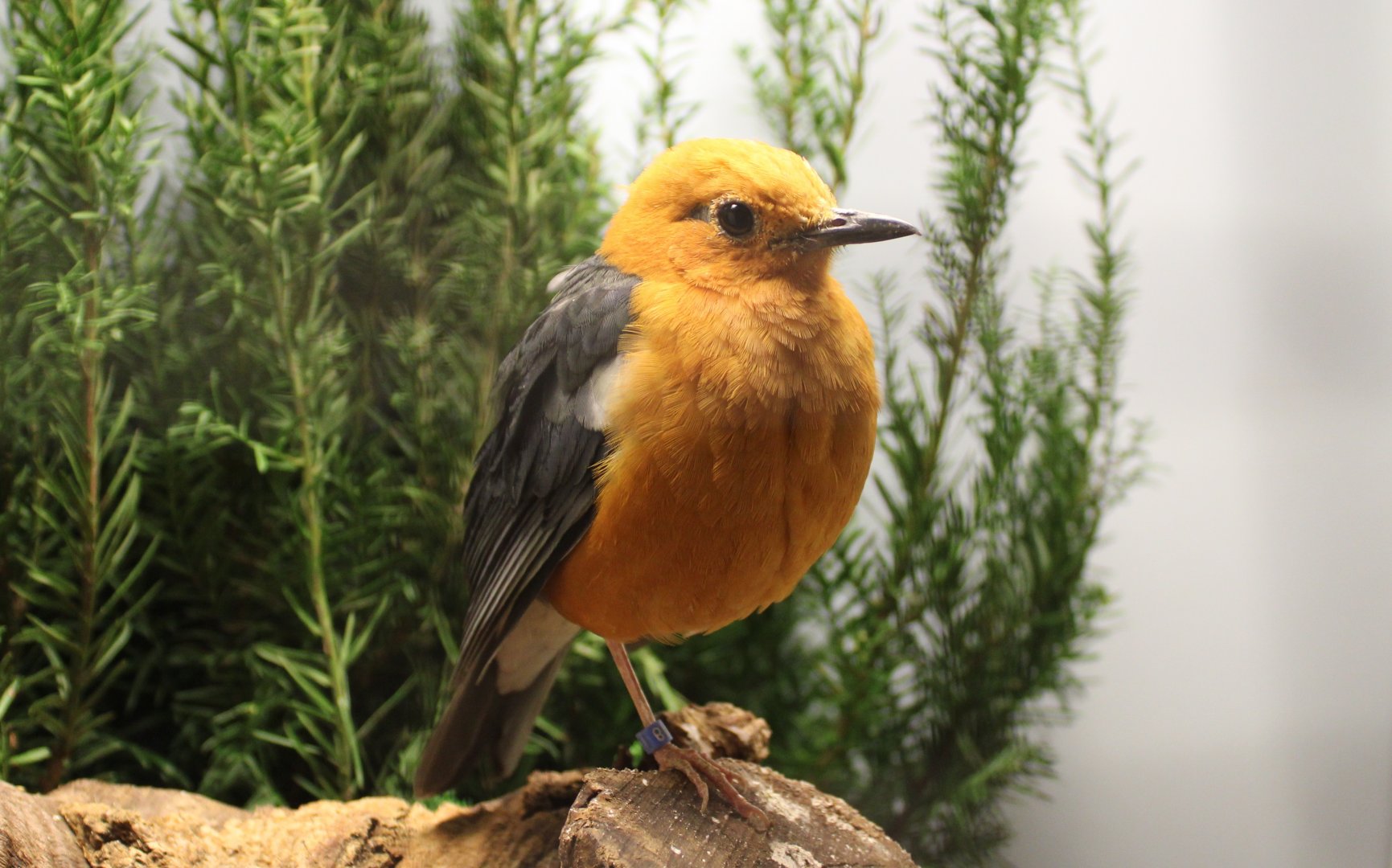 Orange-headed thrush - Geokichla citrina rubecula