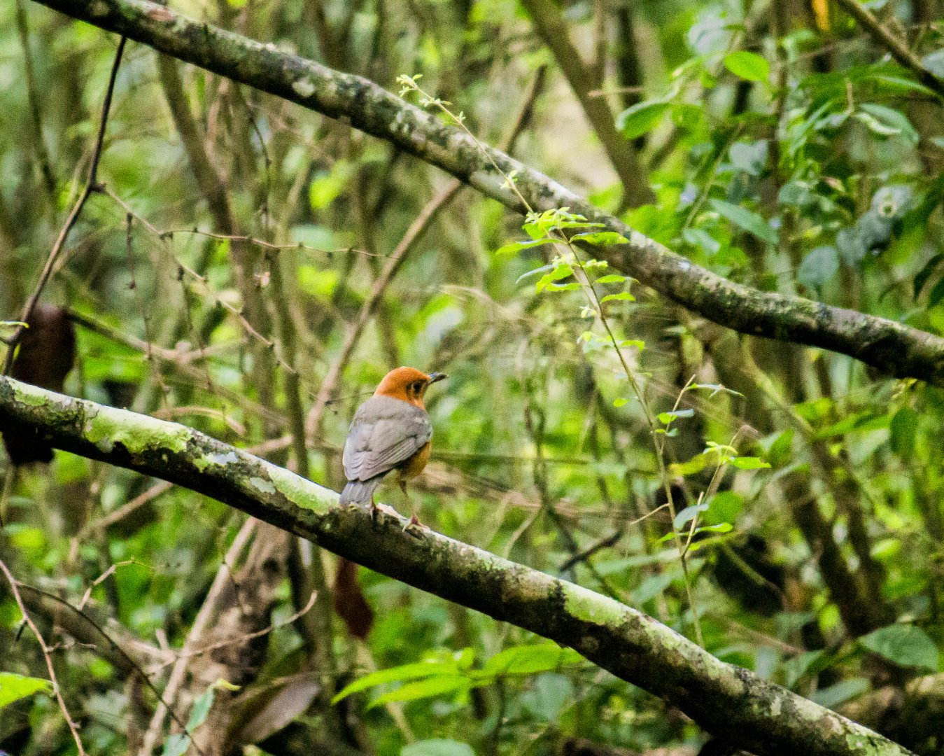 Orange-headed thrush, Geokichla citrina