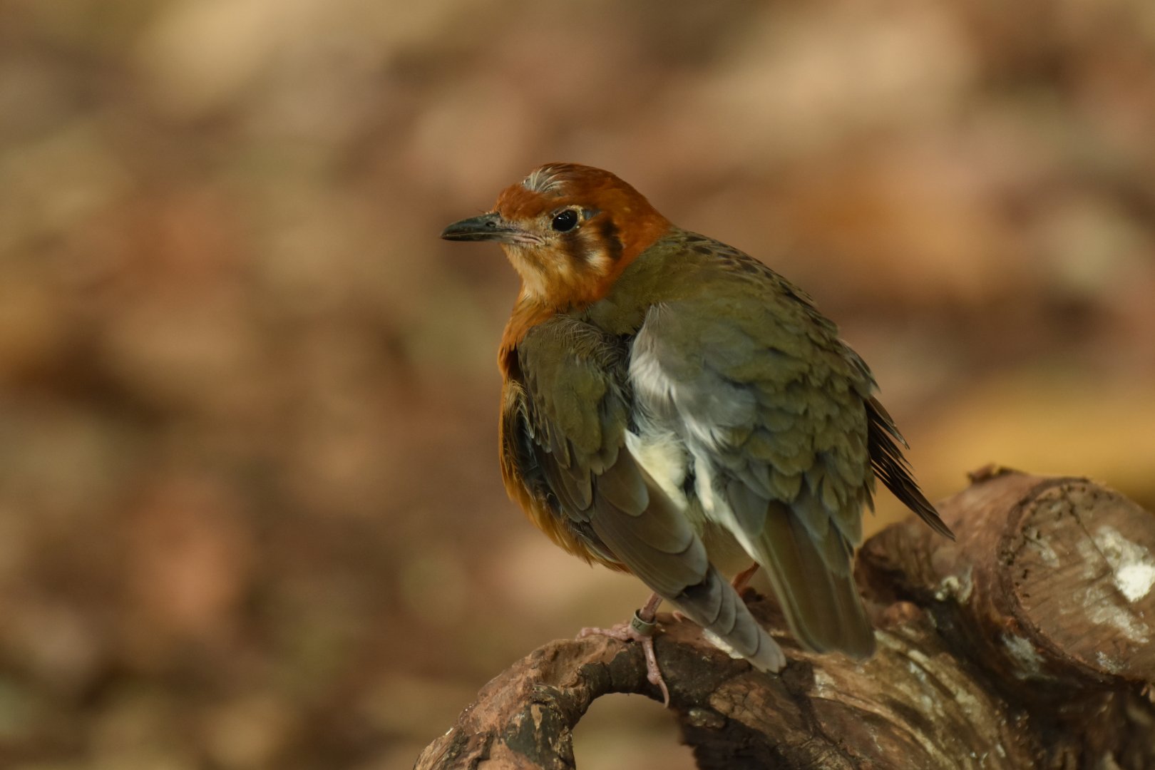 Orange-headed Thrush Geokichla citrina