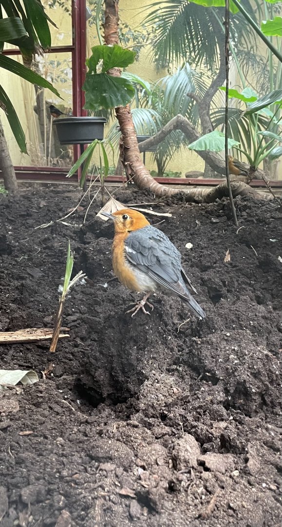 Orange-headed Thrush, Geokichla citrina