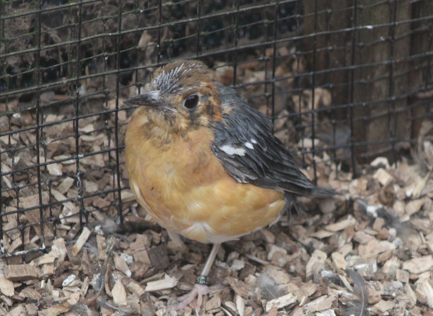 Orange-headed thrush - juvenile