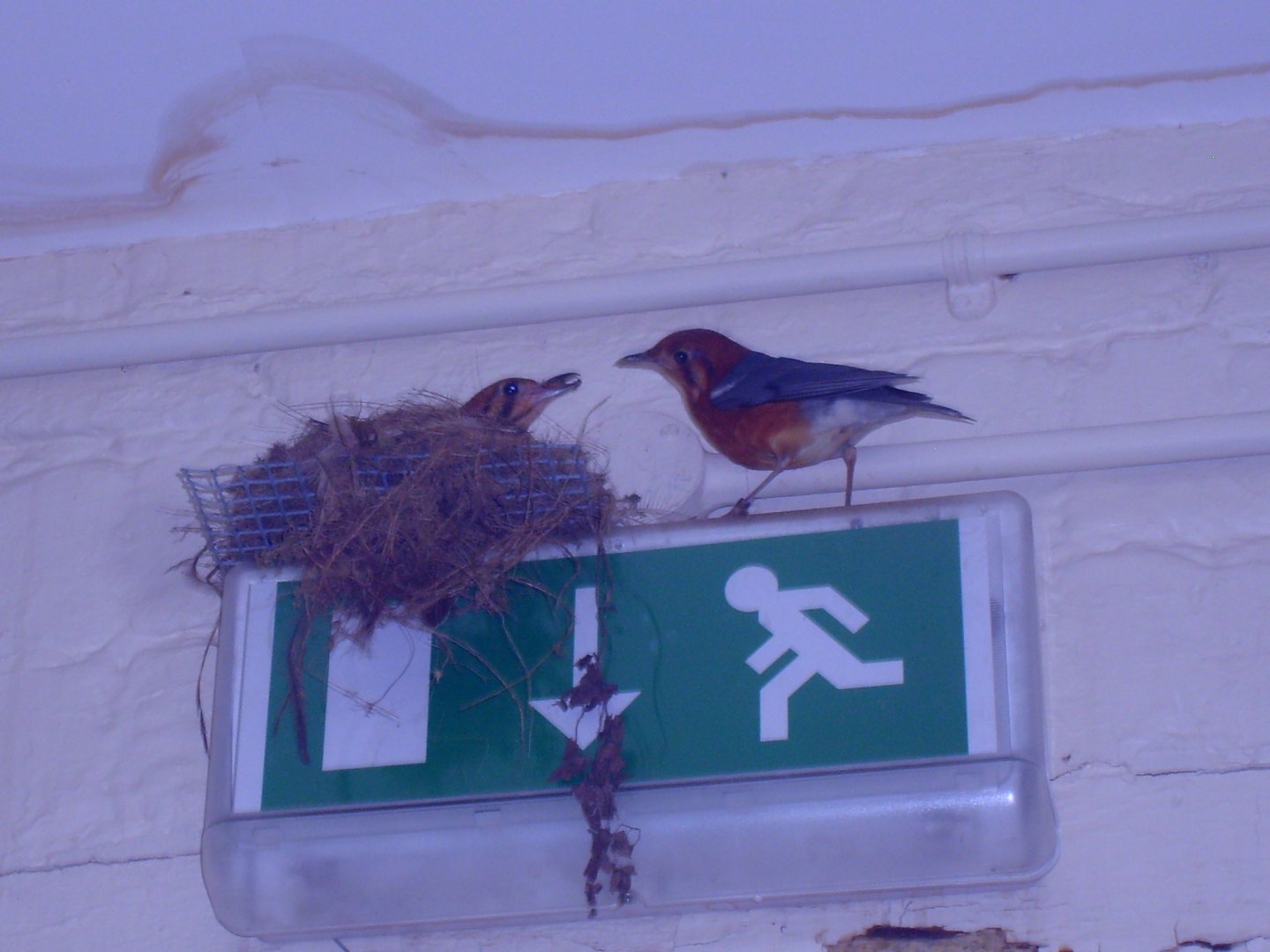 Orange-Headed Thrush nesting