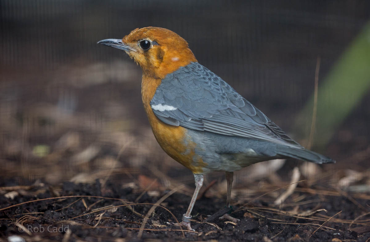 Orange-headed thrush : Waddesdon : 09 Oct 2015