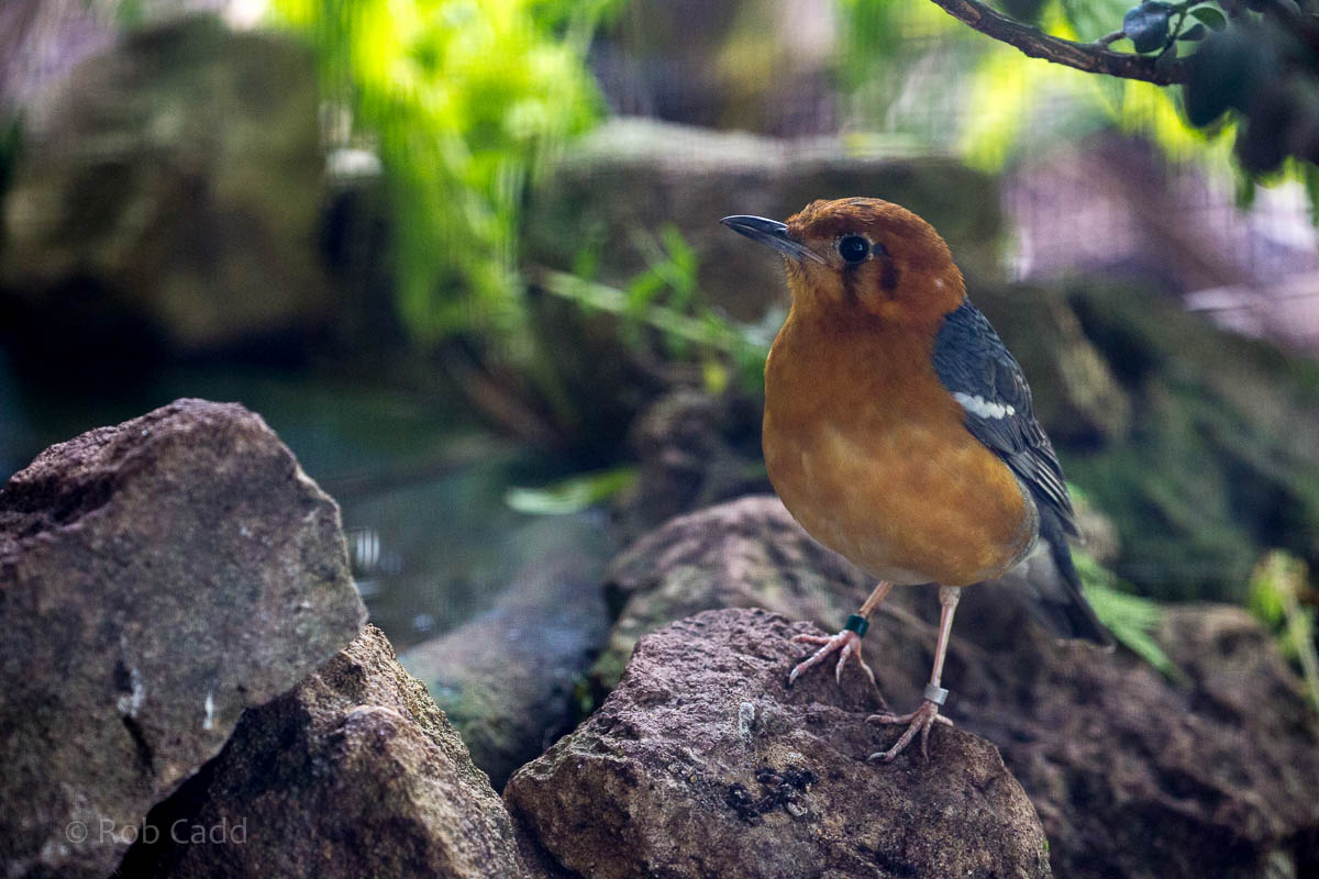 Orange-headed thrush : Waddesdon : 09 Oct 2015