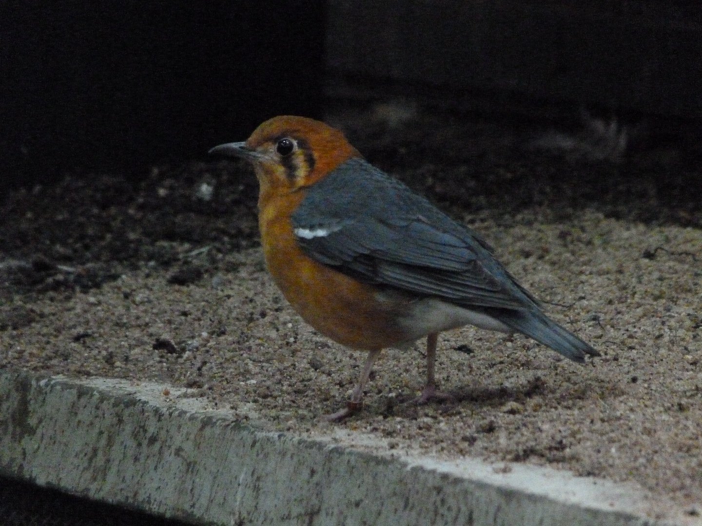 Orange-headed thrush -Zoo Praha (2025)