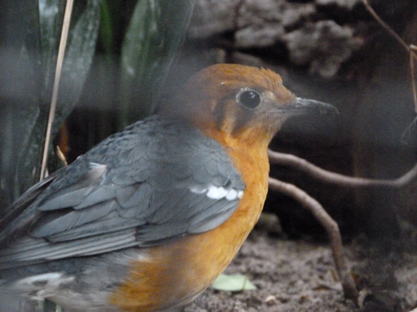 Orange-headed thrush -Zoologischer Garten Berlin (2024)