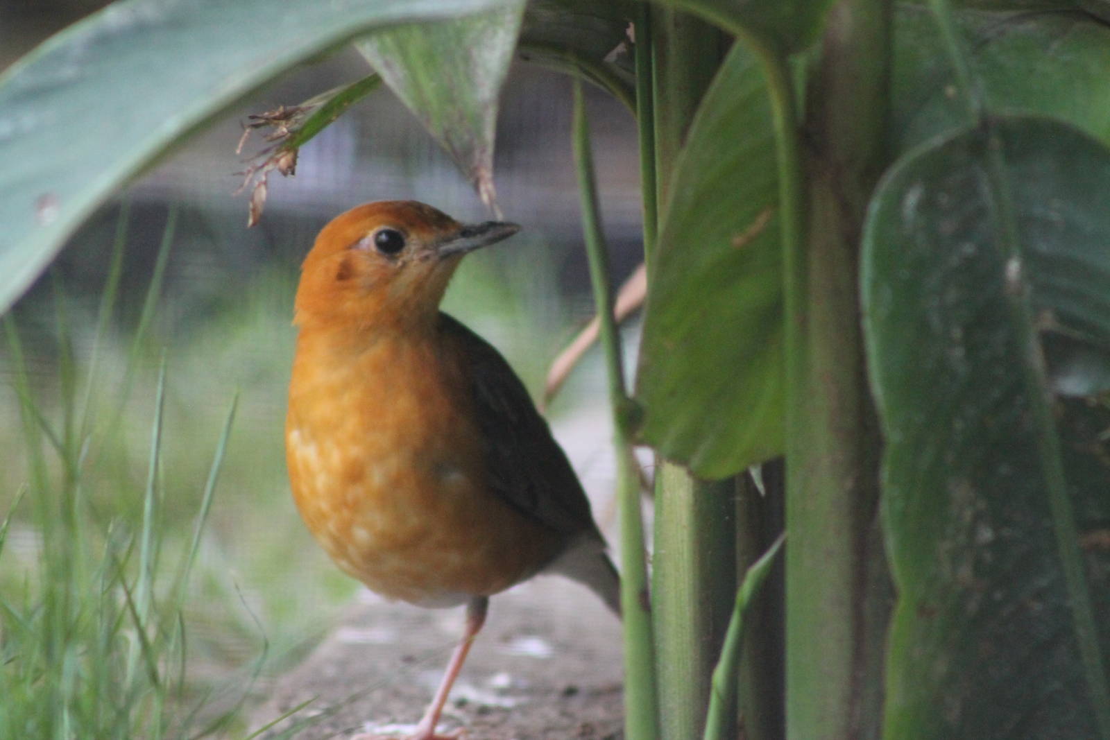 orange-headed thrush (Zoothera citrina)
