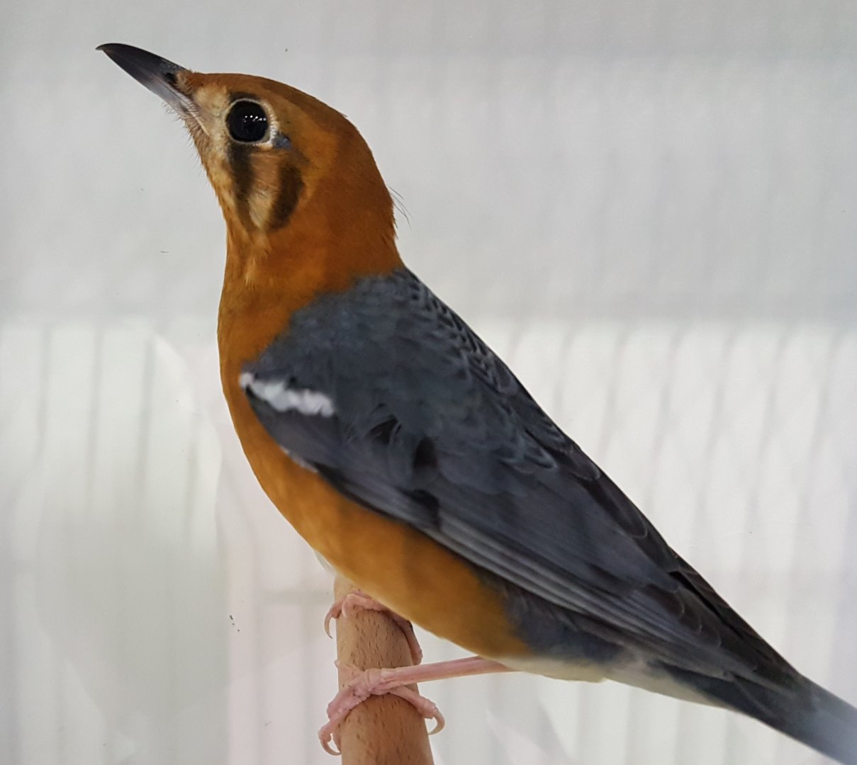Orange-headed thrush - Zoothera citrina
