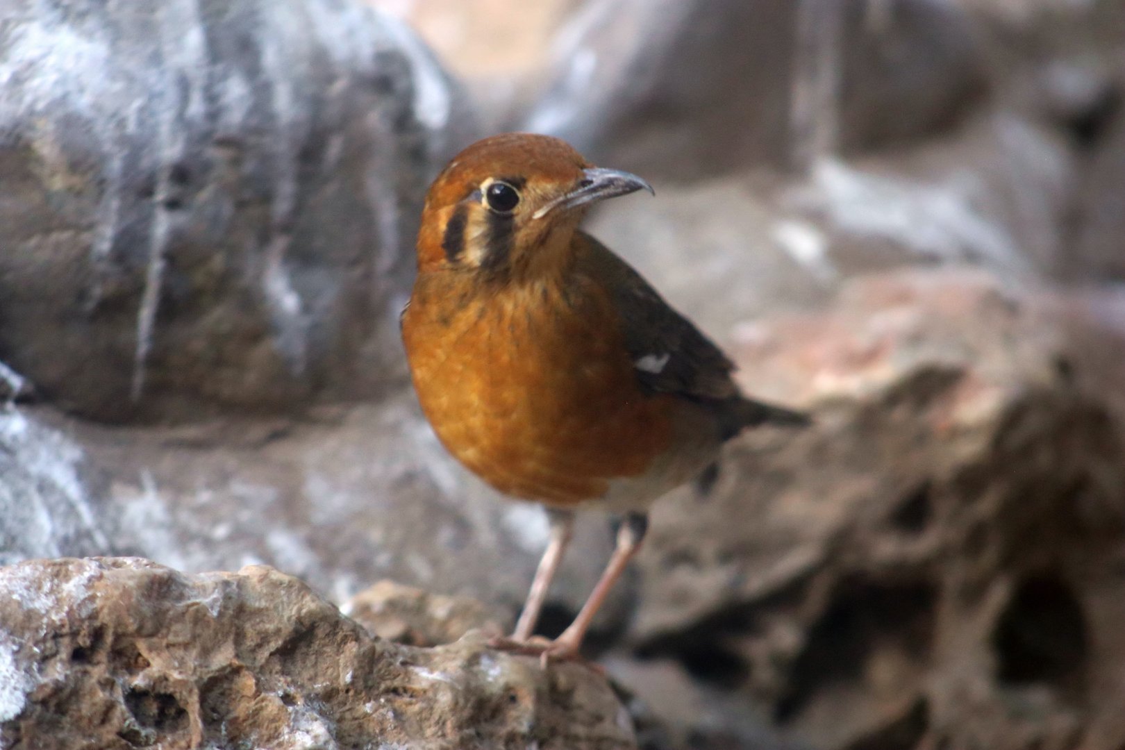 Orange-headed Thrush (Zoothera citrine)