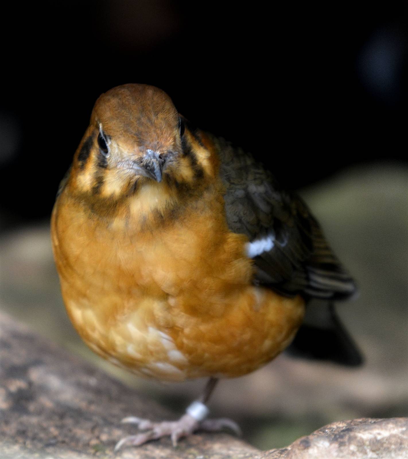 ORANGE HEADED THRUSH