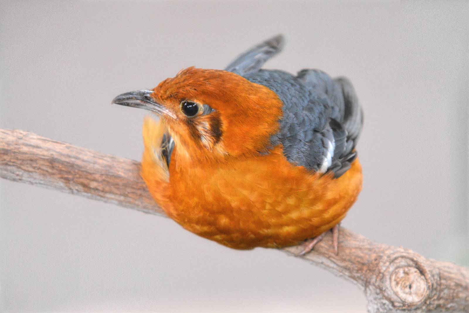 orange headed thrush