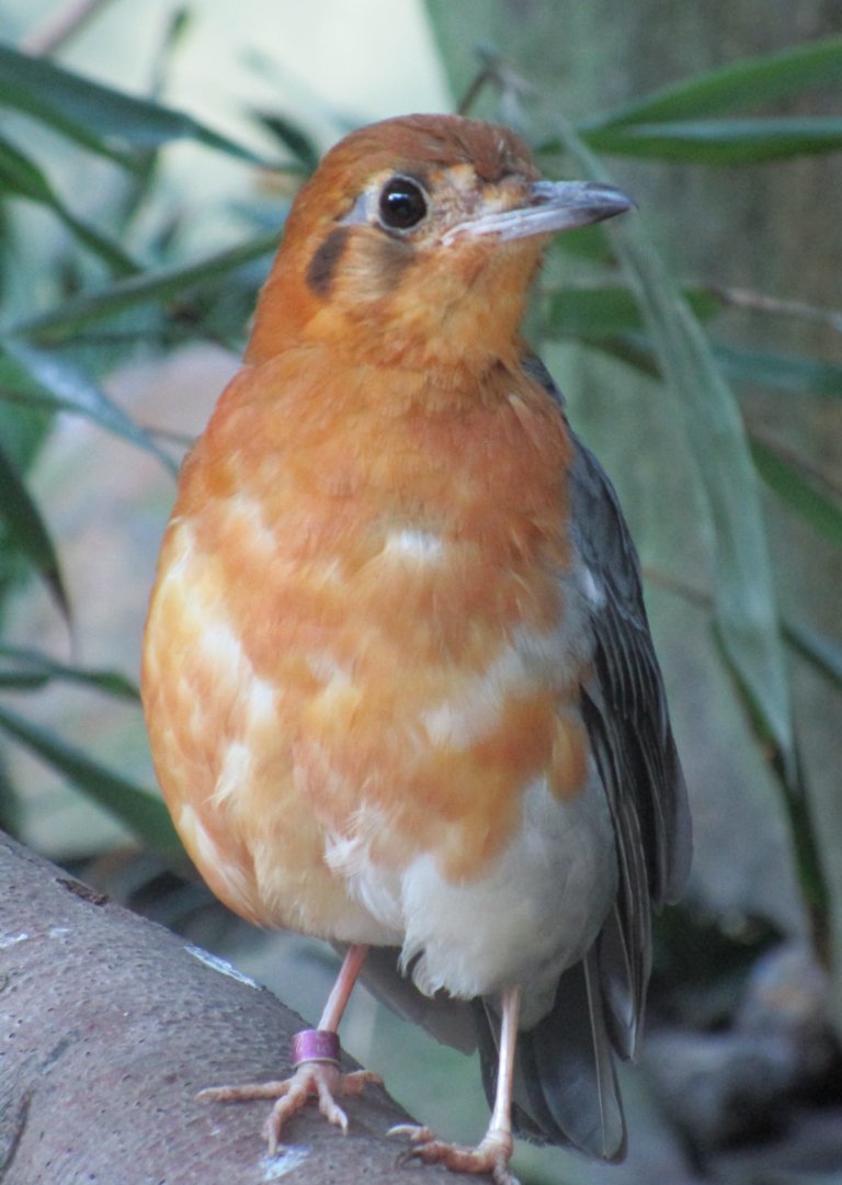 Orange-headed Thrush