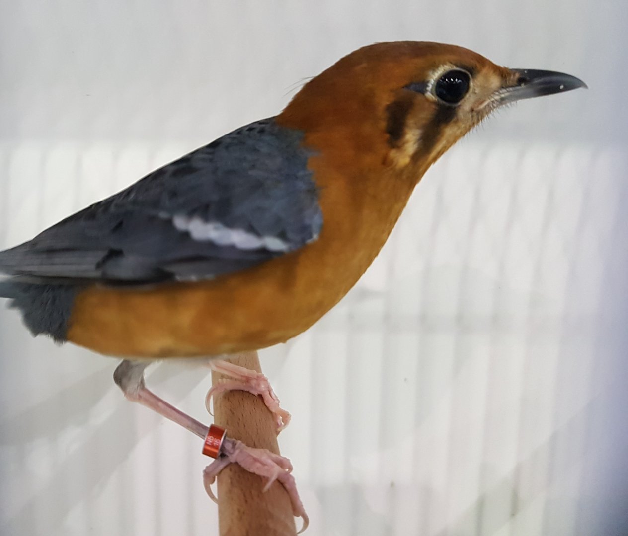 Orange-headed thrush
