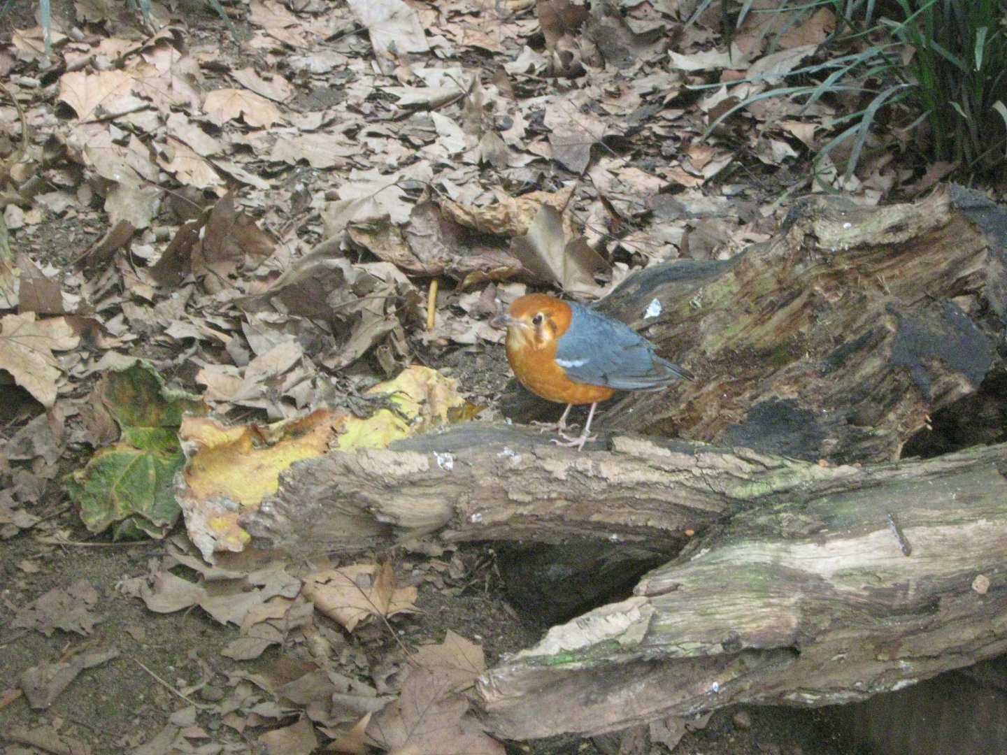 Orange-Headed Thrush