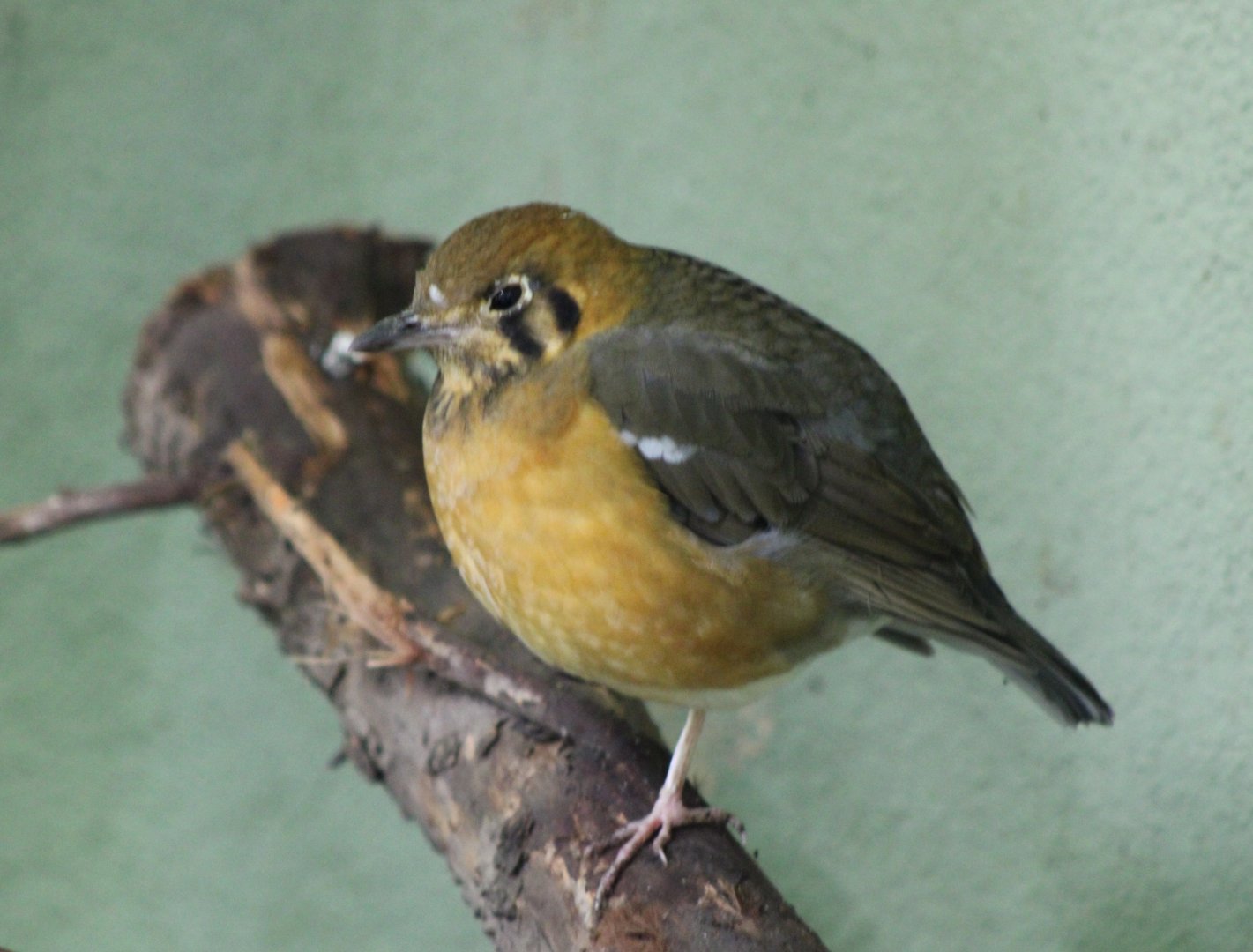 Orange-headed thrush