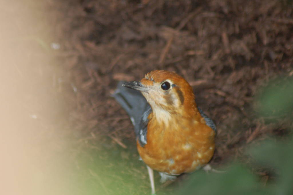 Orange headed Thrush