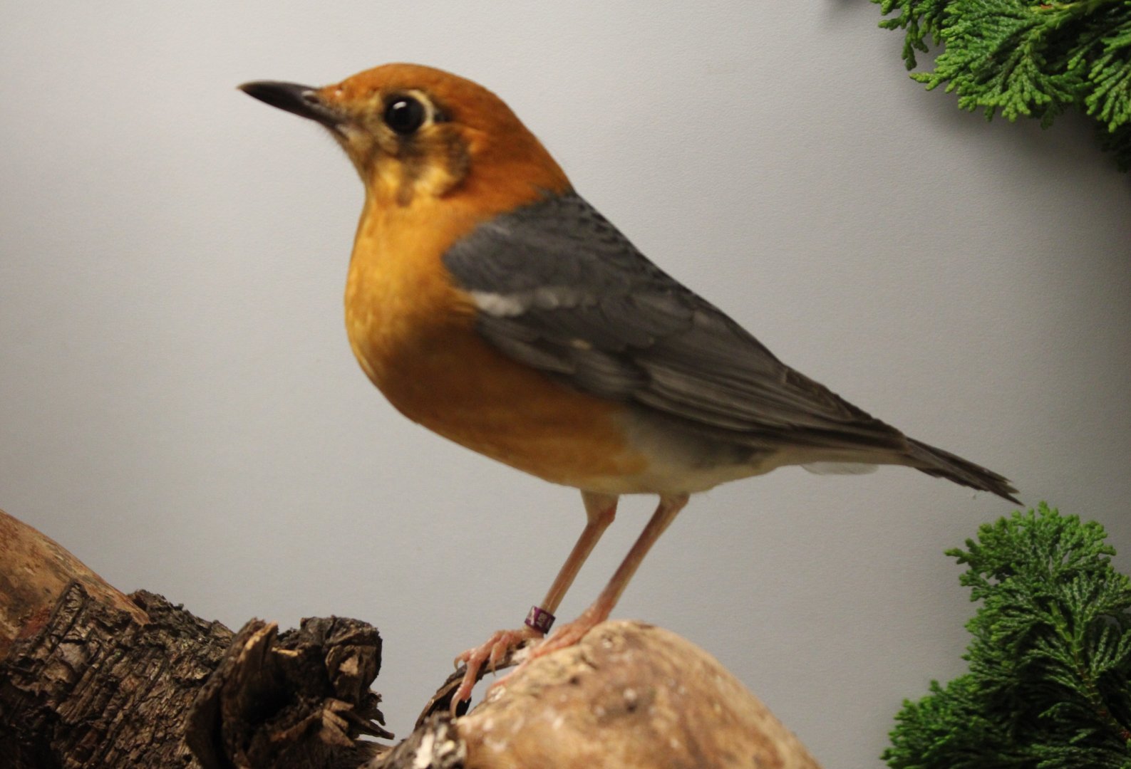 Orange-headed thrush