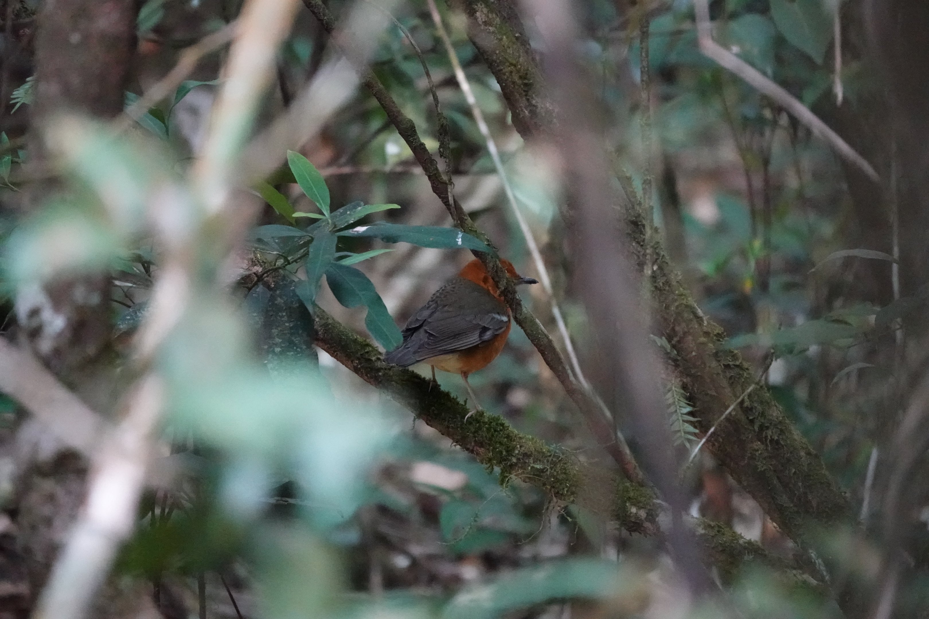 Orange-headed Thrush