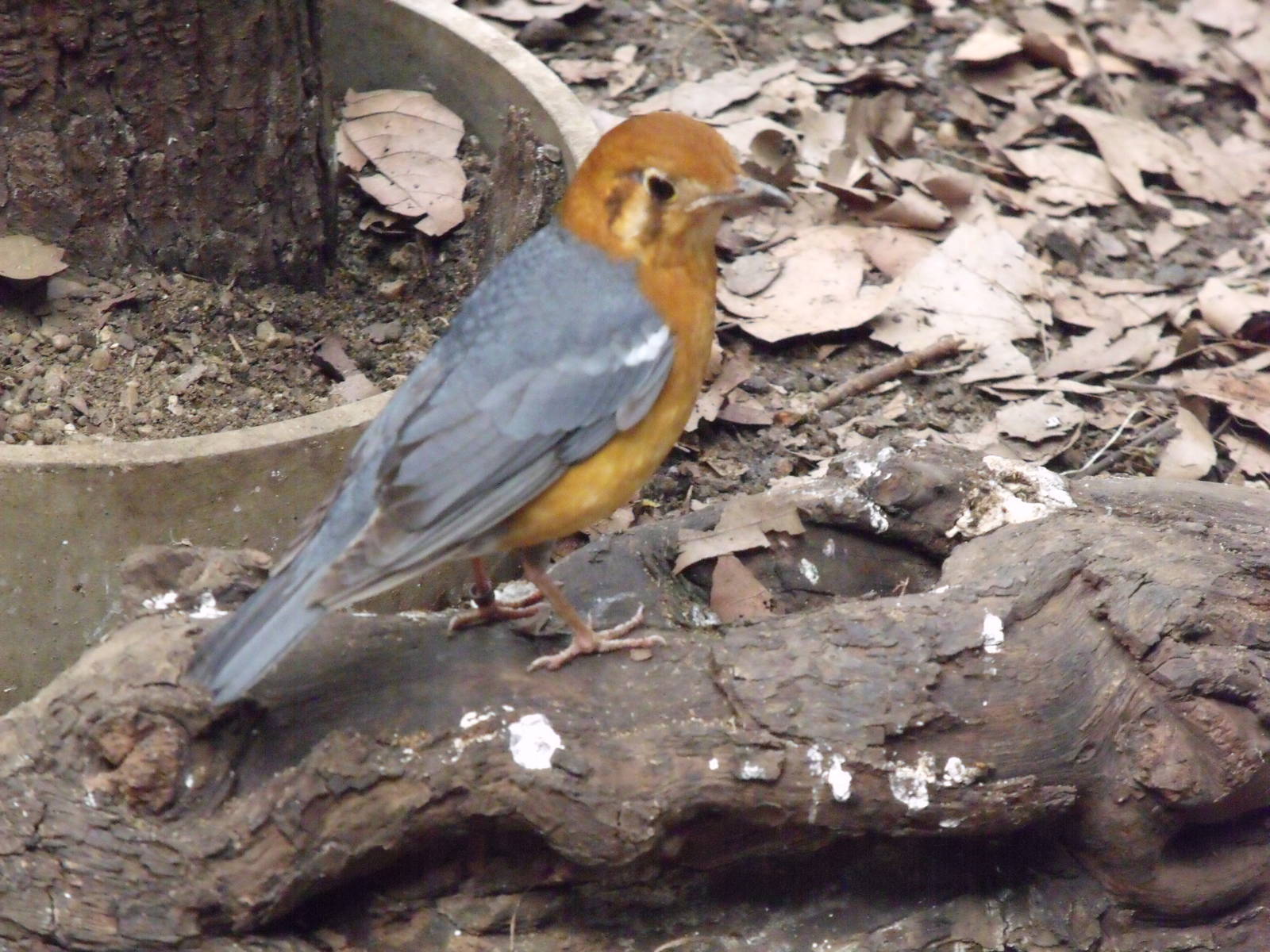 Orange-Headed Thrush
