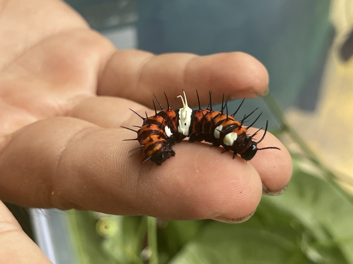 orange lacewing (caterpillar form) (cethosia penthesilea) - aviary park