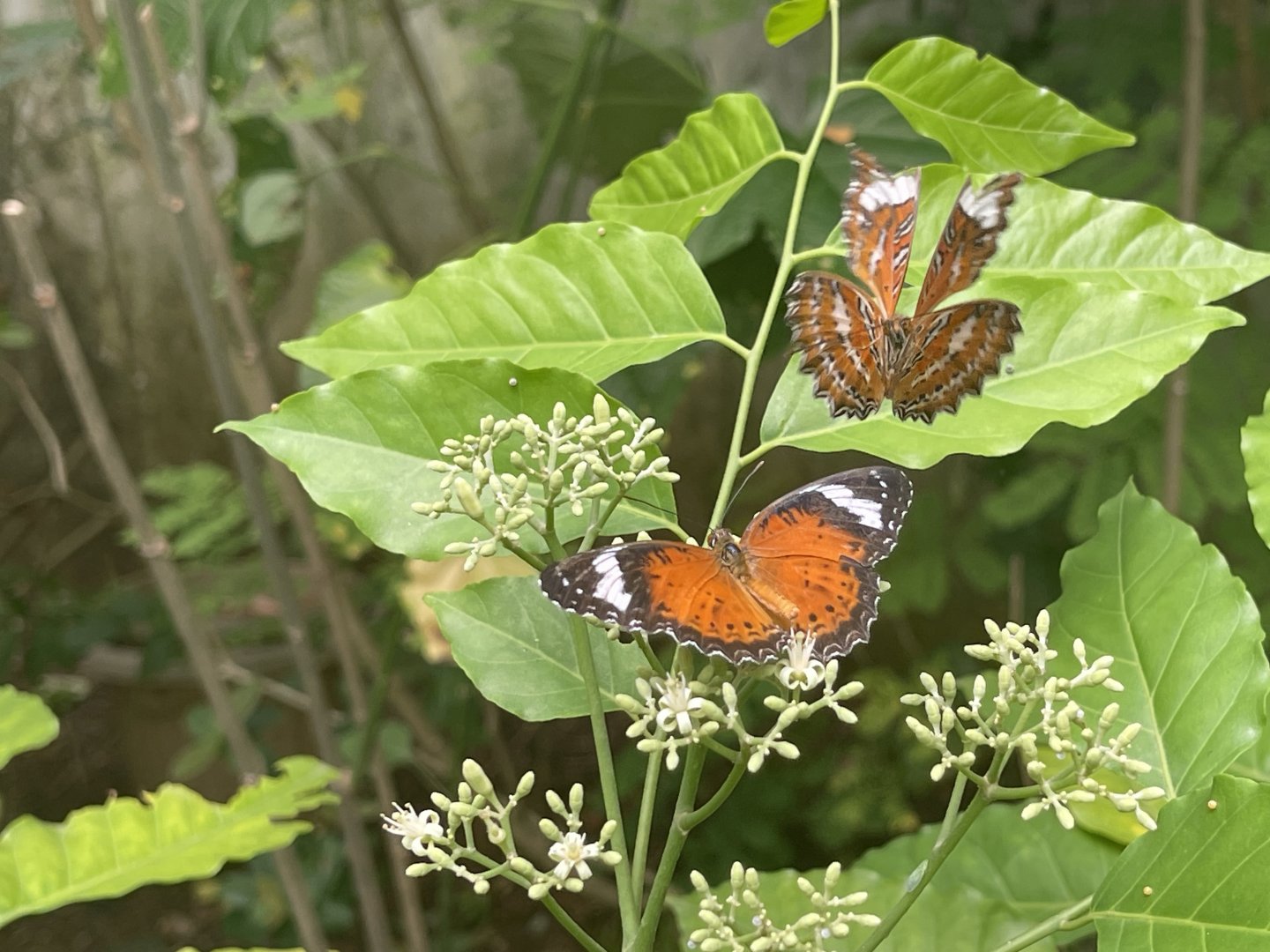 orange lacewing (centhosia penthesilea) (1) - aviary park
