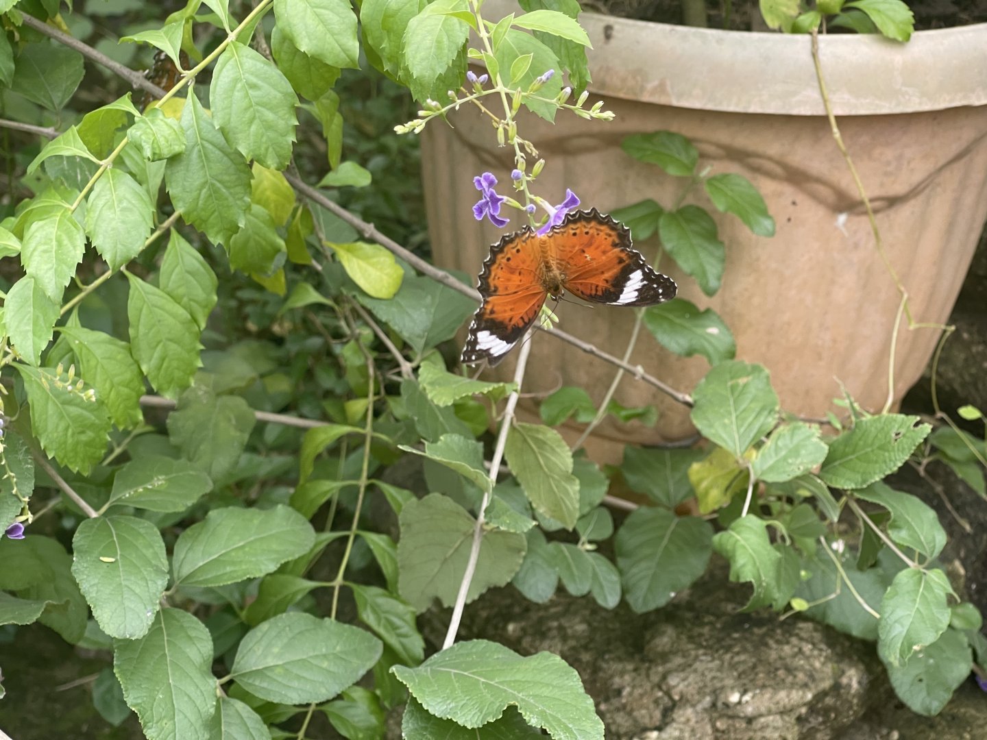 orange lacewing (centhosia penthesilea) (2) - aviary park