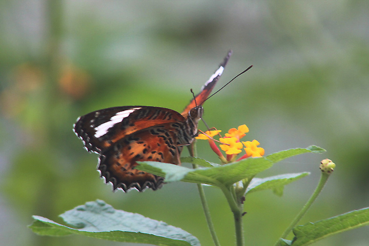 Orange lacewing (Cethosia penthesilea penthesilea) - Aviary Park