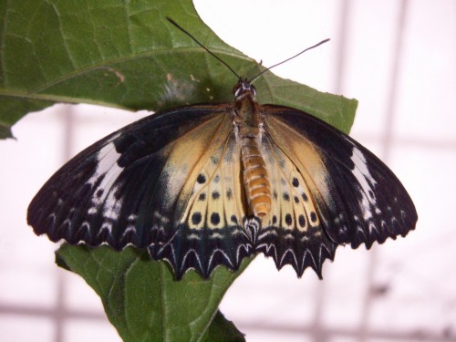 Orange Lacewing (Cethosia penthesilea)