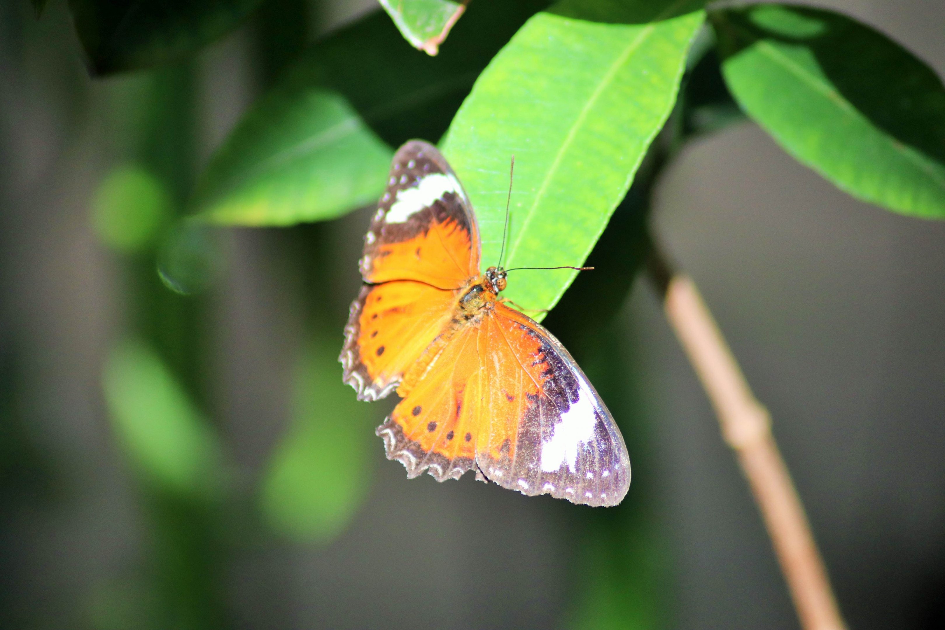 Orange Lacewing (Cethosia penthesilea)