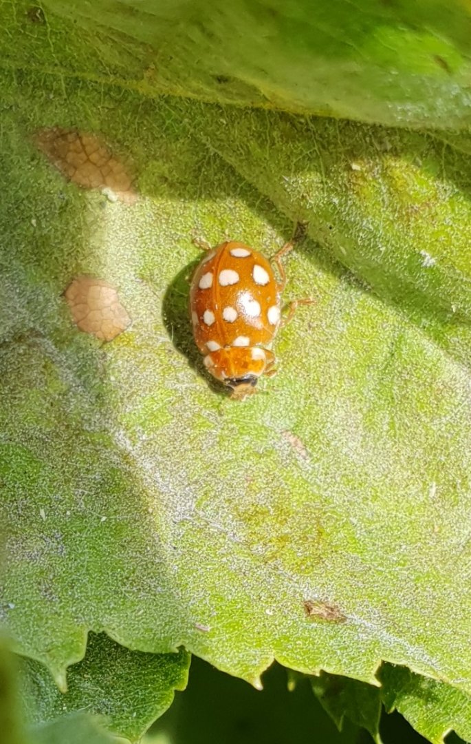 Orange ladybird - Halyzia sedecimguttata
