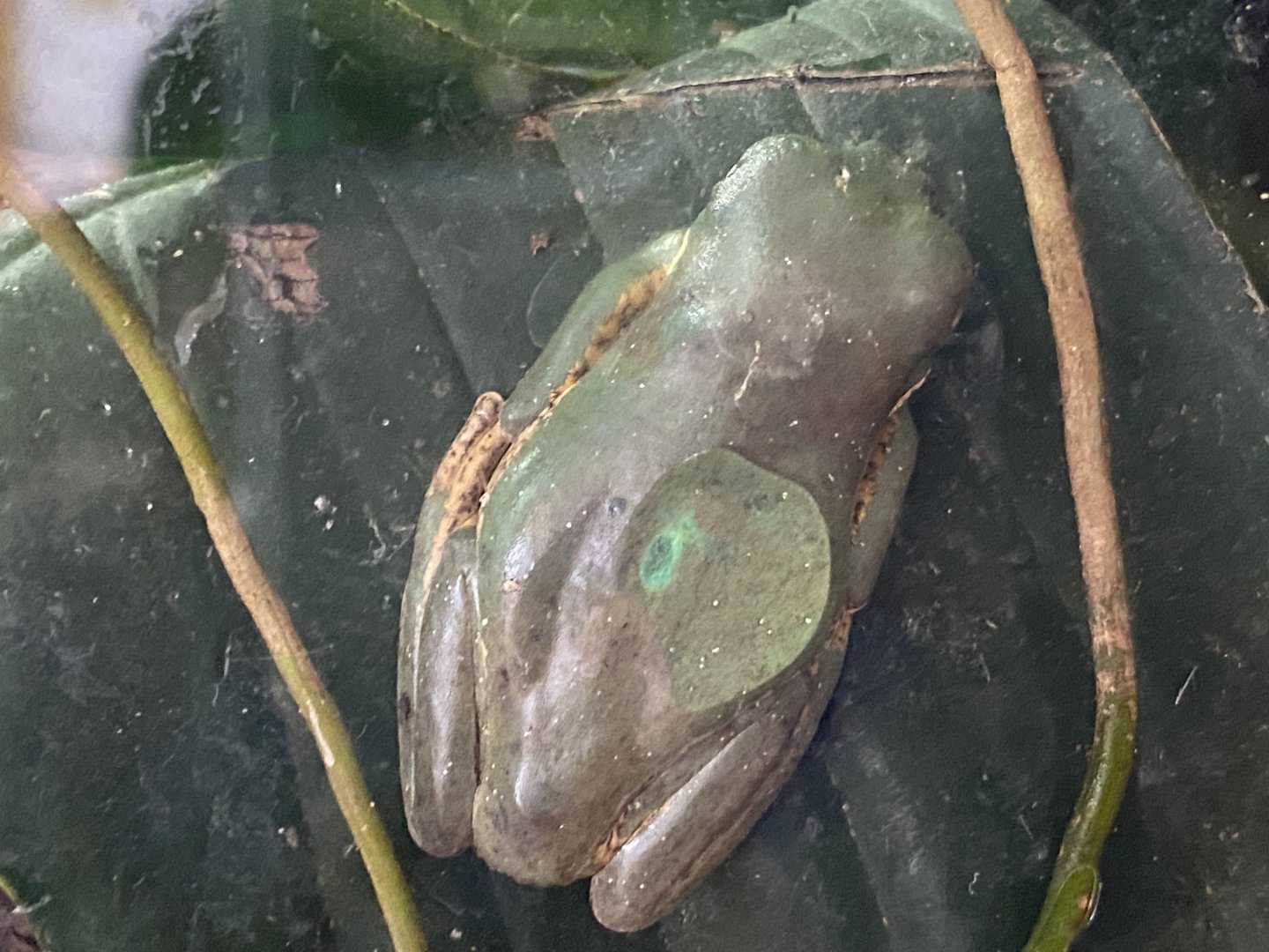 Orange-legged leaf frog 290224