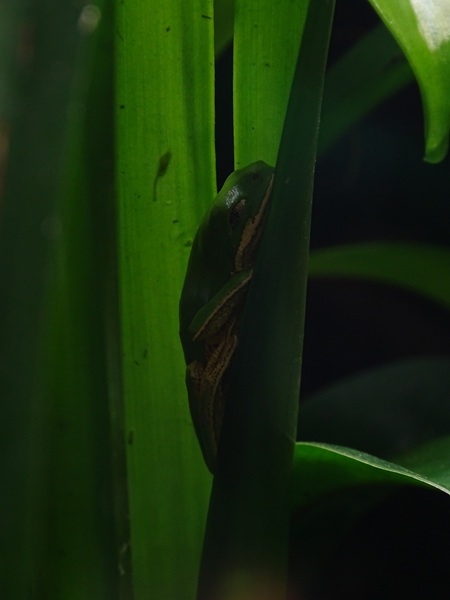 Orange-legged leaf frog (Pithecopus hypochondrialis)