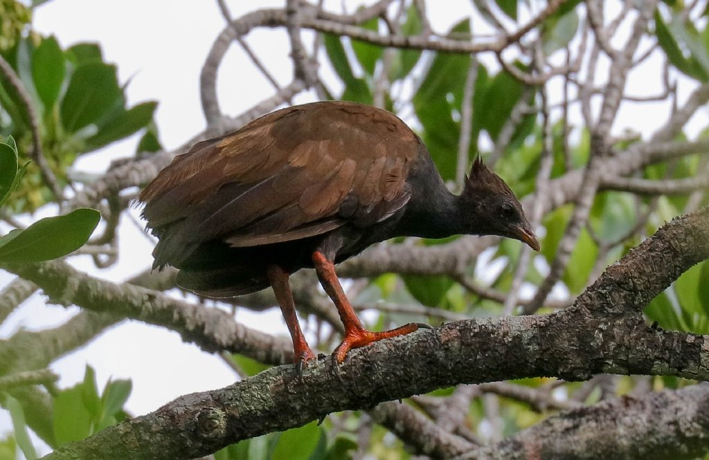 Orange-legged Scrubfowl