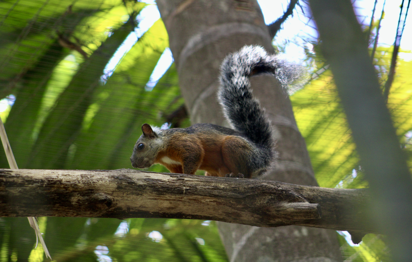 Orange-Legged Variegated Squirrel (Sciurus variegatoides rigidus)