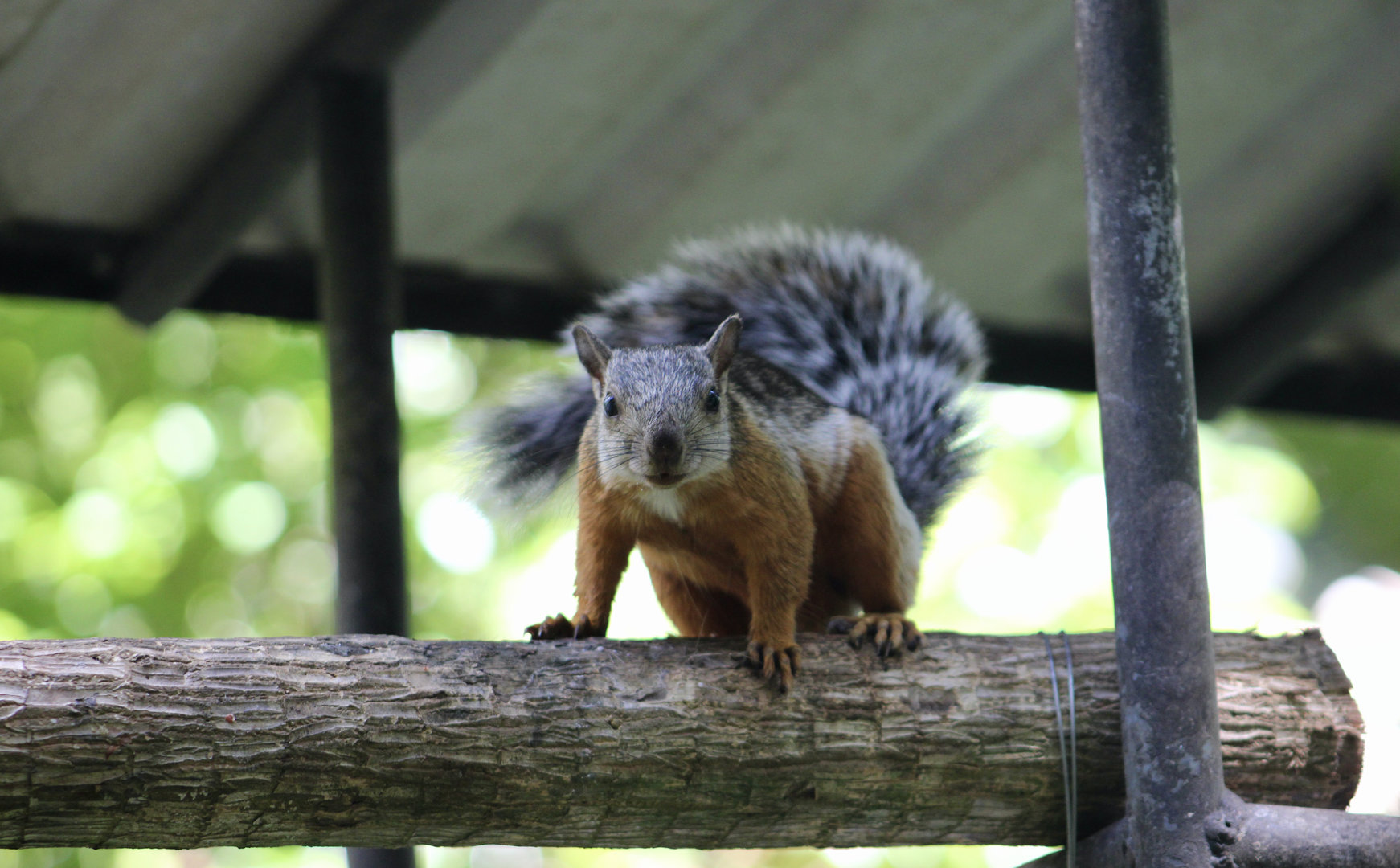 Orange-Legged Variegated Squirrel (Sciurus variegatus rigidus)