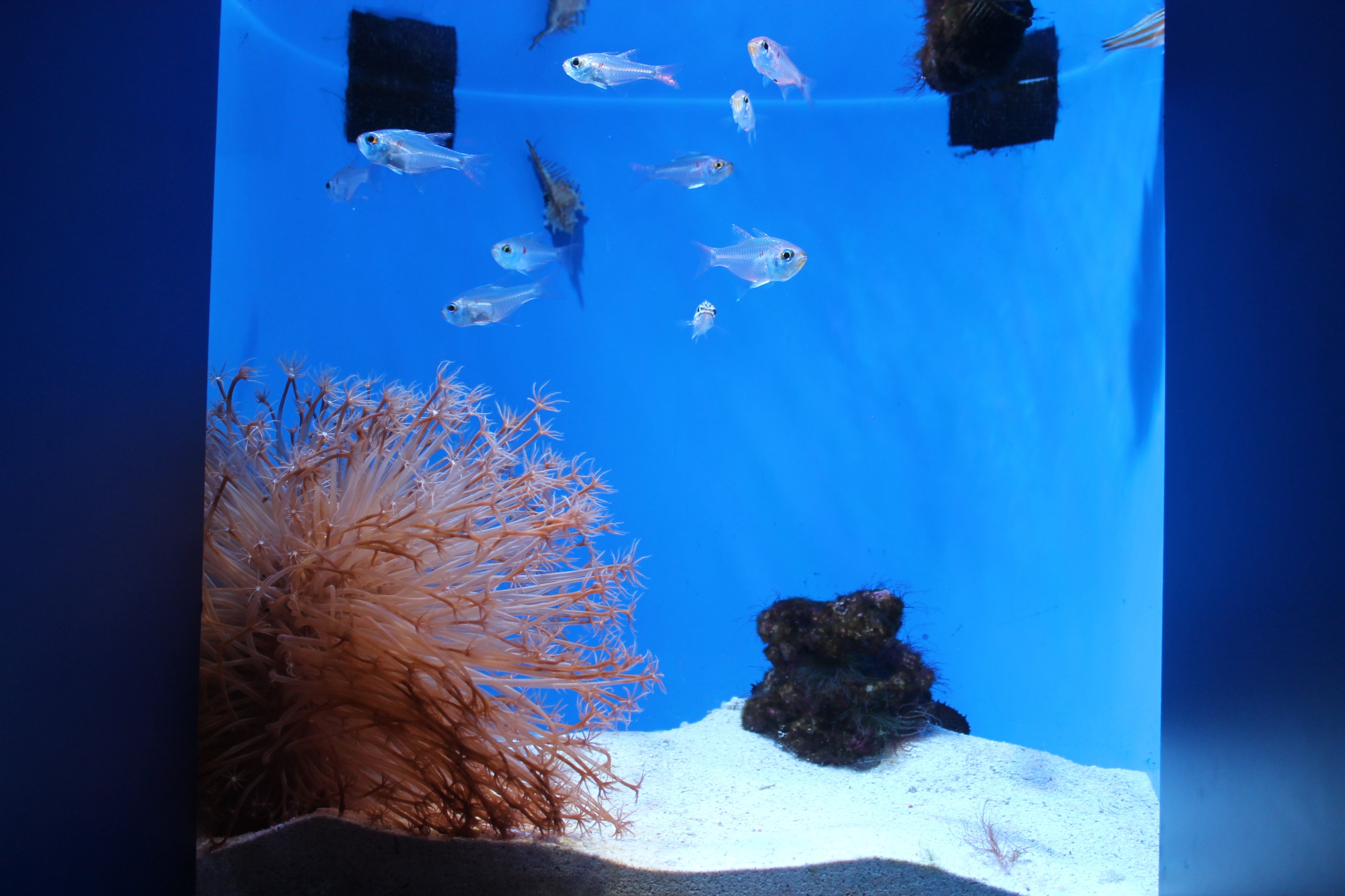 Orange-lined Cardinalfish (Taeniamia kagoshimanus)