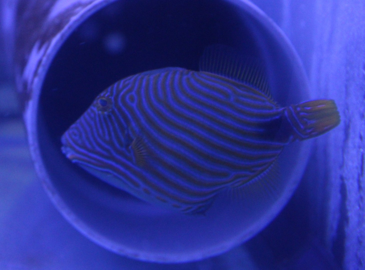 Orange-lined triggerfish - Balistapus undulatus
