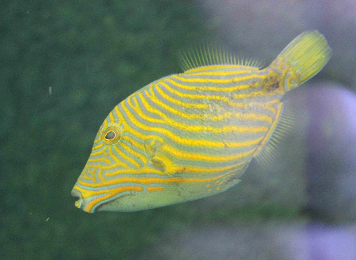 Orange-lined triggerfish - Balistapus undulatus