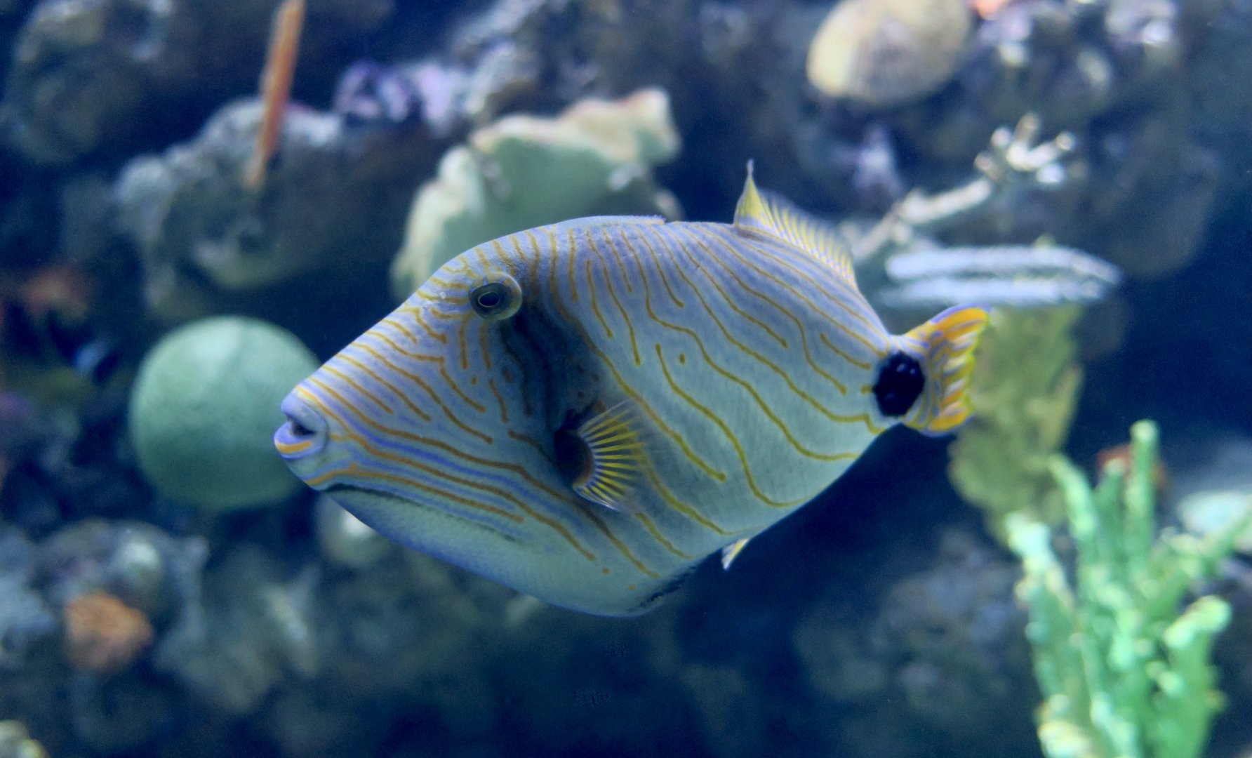 Orange-Lined Triggerfish (Balistapus undulatus)