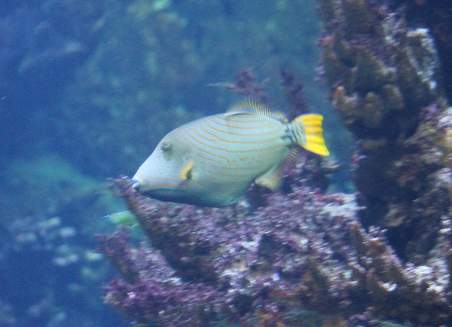 Orange-lined triggerfish
