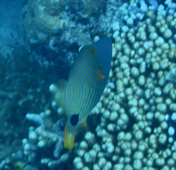 Orange-Lined Triggerfish