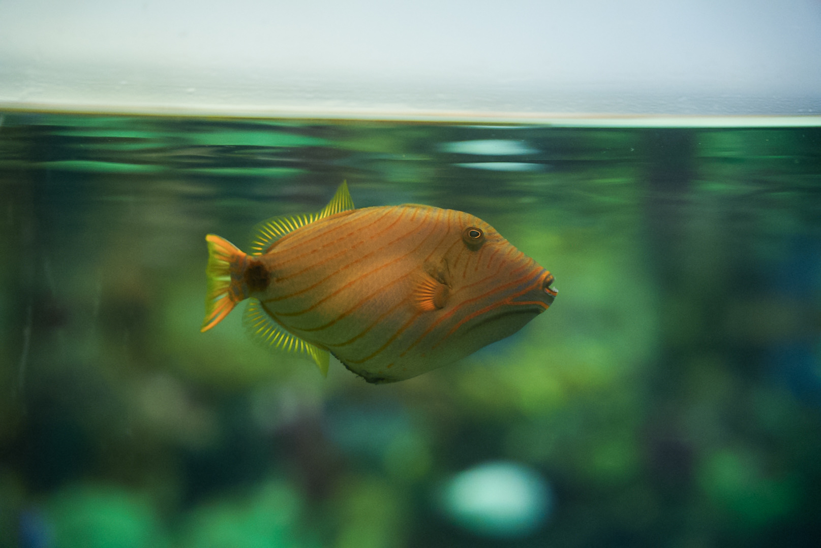 Orange-lined Triggerfish