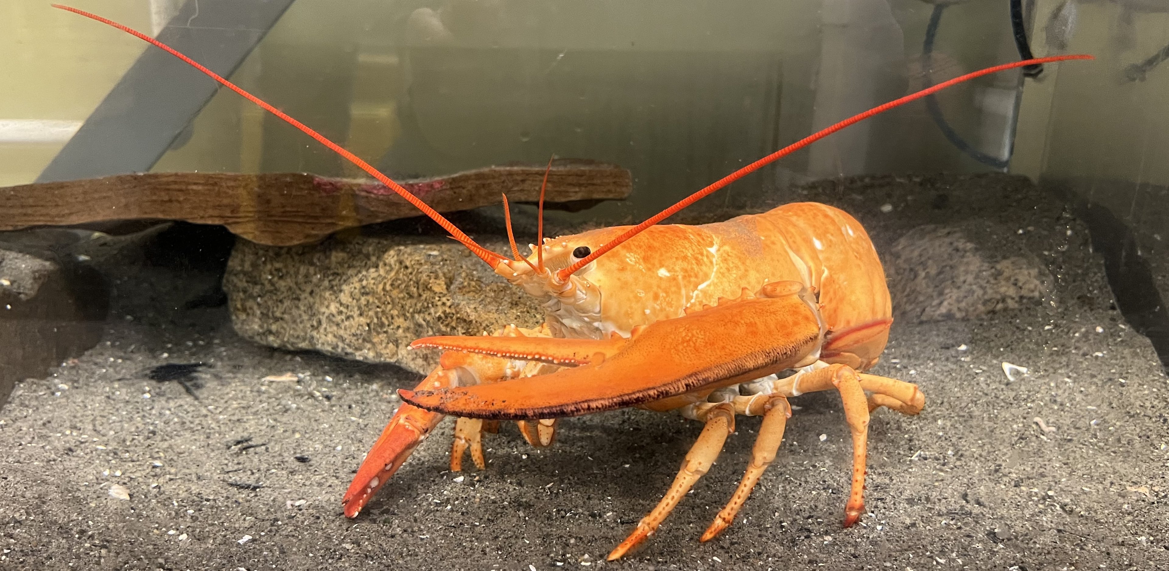 Orange Lobster (1 in 30 million specimen)