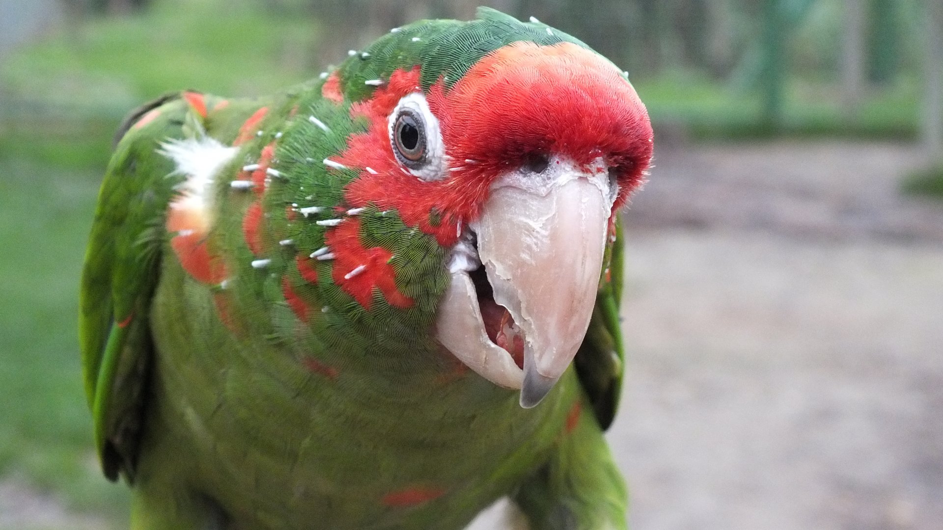 Orange Mitred Conure