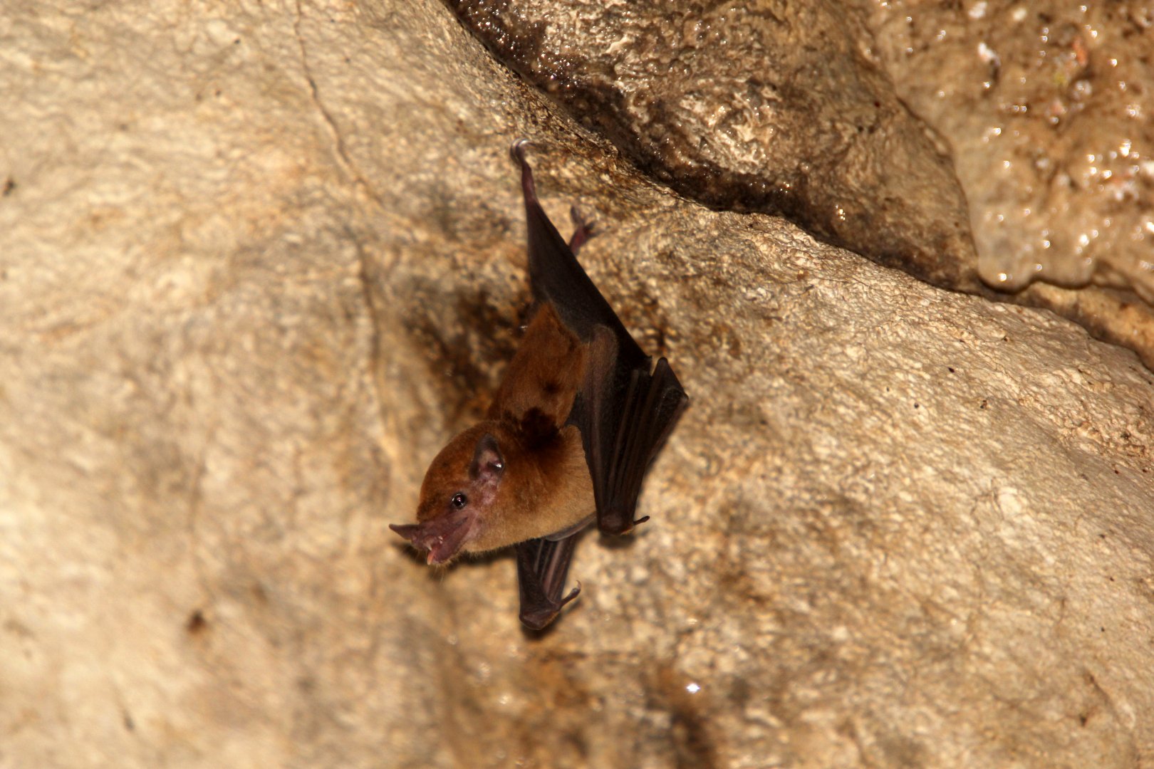 orange nectar bat (Lonchophylla robusta)
