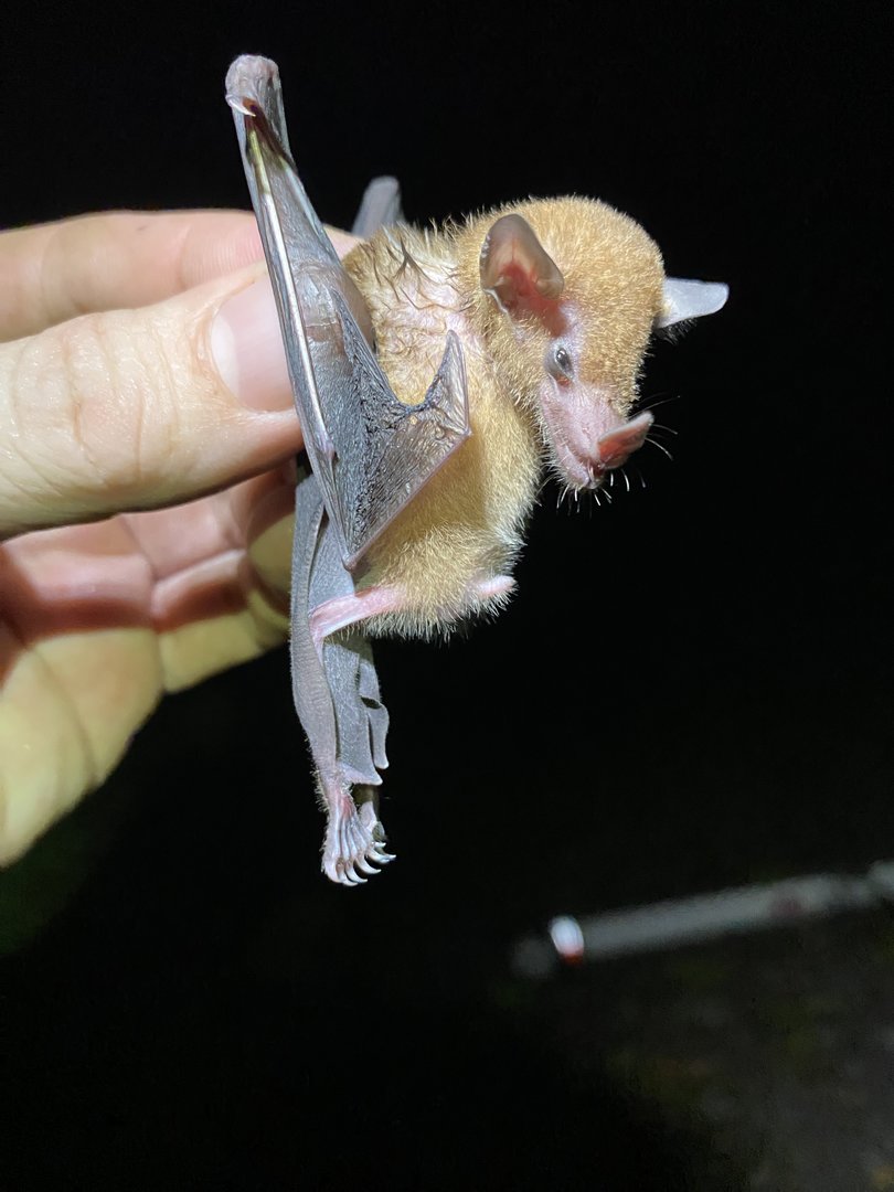 Orange Nectar Bat (Lonchophylla robusta)