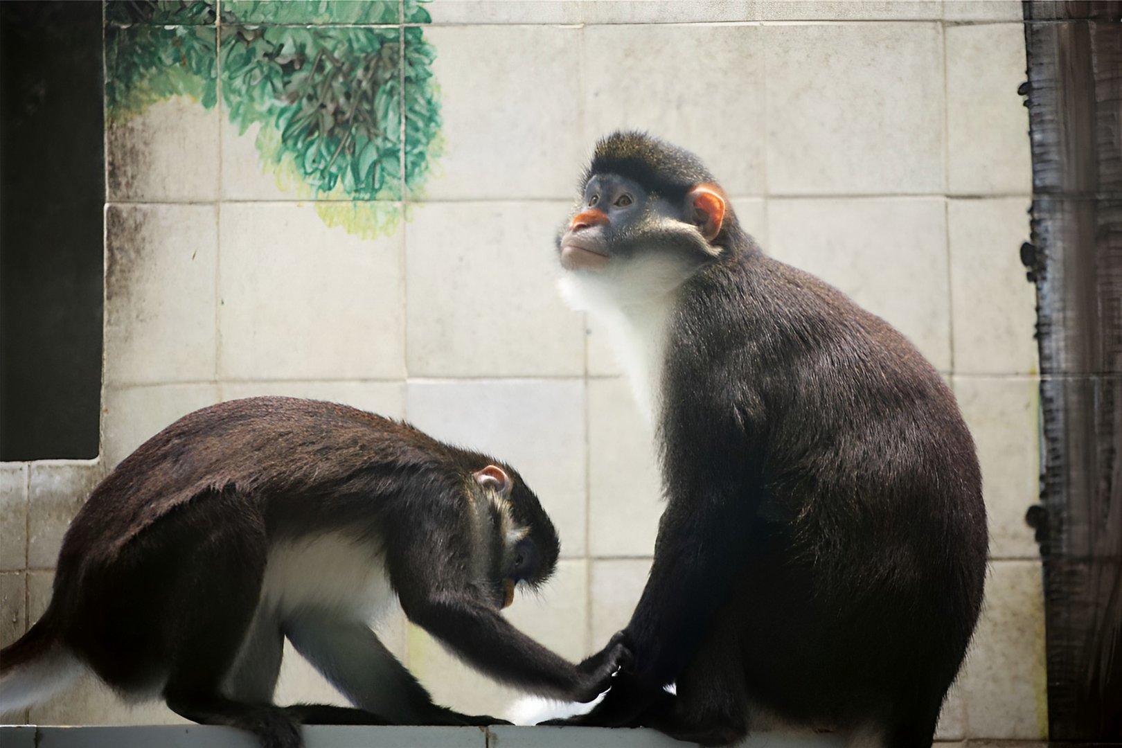 Orange-nosed Red-tailed Monkey (Cercopithecus ascanius whitesidei)