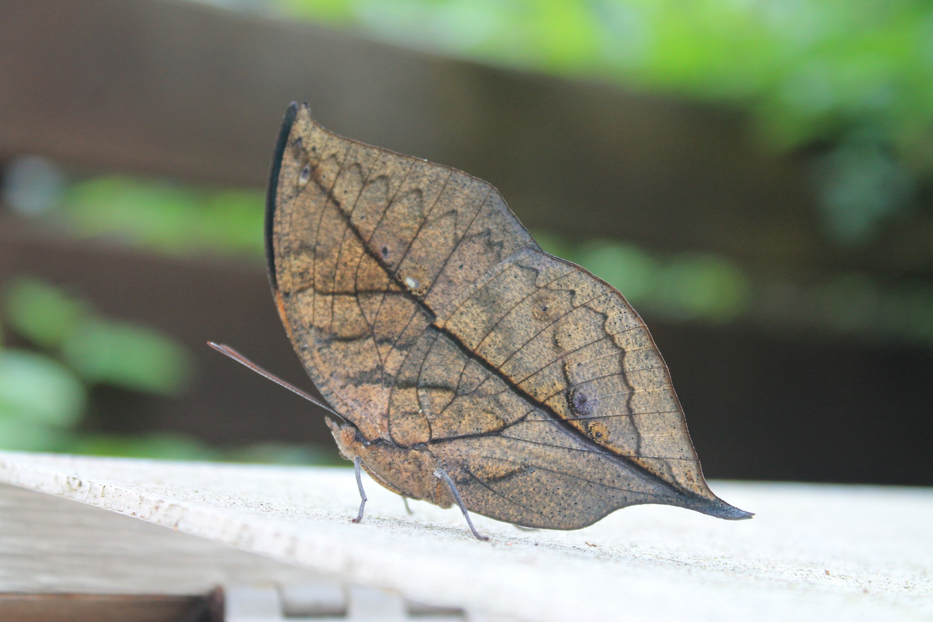 Orange Oak Leaf (Kallima inachis)