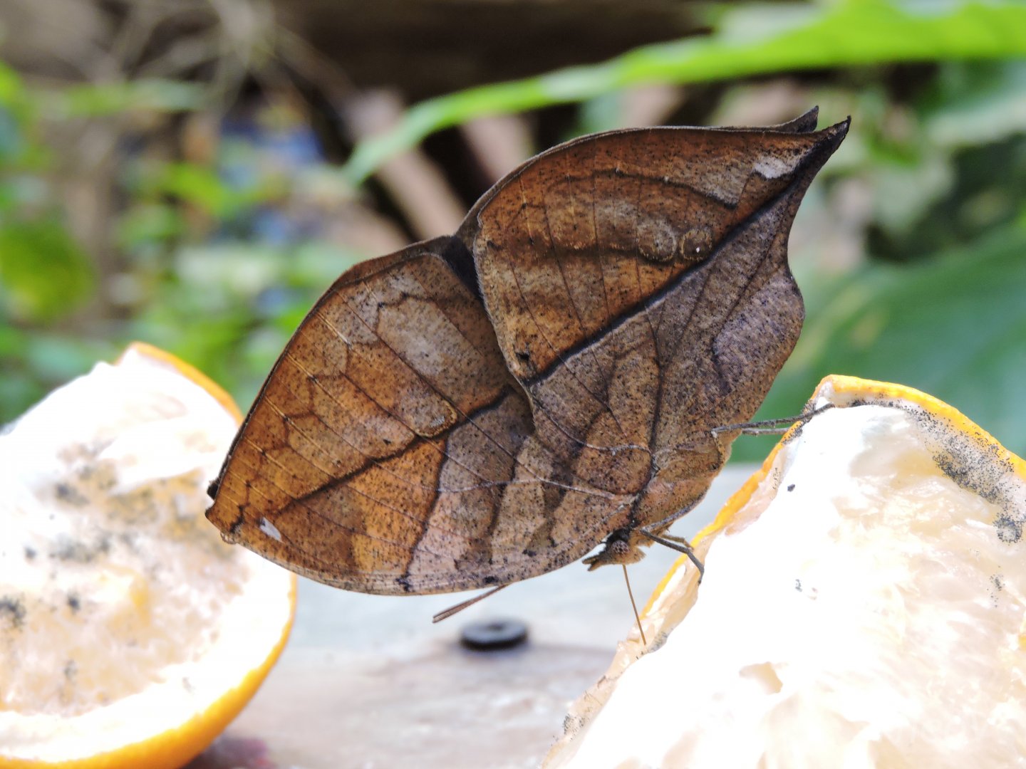 Orange oakleaf [2016]