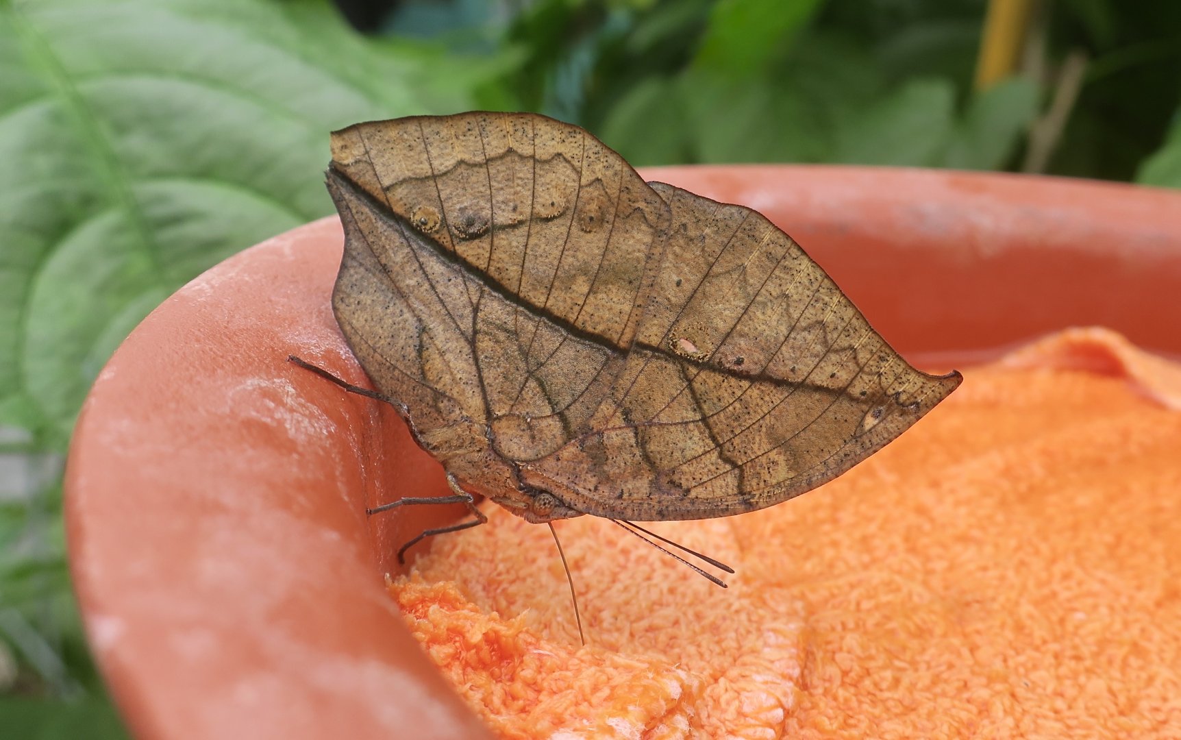 Orange Oakleaf Butterfly (Kallima inachus formosana)